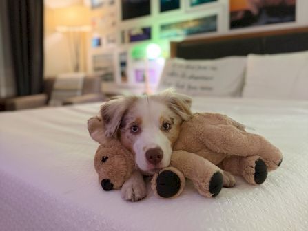 A sleepy puppy lies on a bed cuddling a plush toy in a room with framed pictures blurred in the background.
